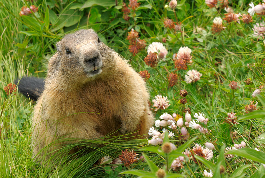 Escaping The ‘Groundhog Day’ Rut: Shifting Your Mindset